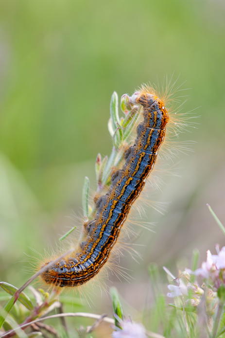 Che farfalla diverr�?